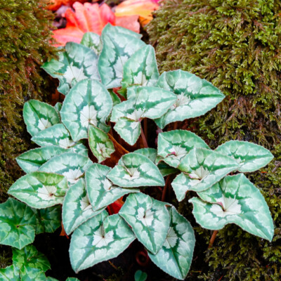 Elk Rock Garden, Fall 2023