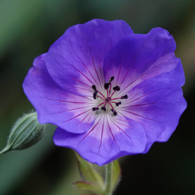 Elk Rock Garden, Fall 2023