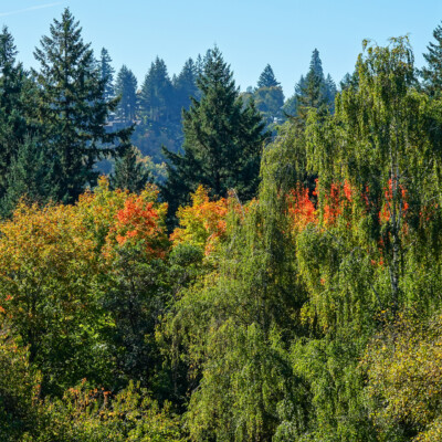 Hoyt Arboretum, October 2023