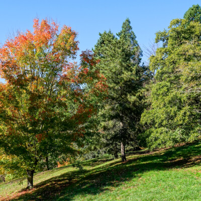 Hoyt Arboretum, October 2023