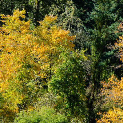 Hoyt Arboretum, October 2023