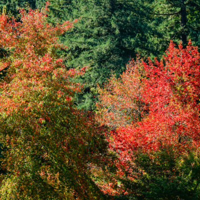 Hoyt Arboretum, October 2023