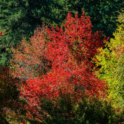 Hoyt Arboretum, October 2023