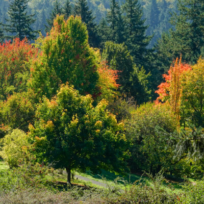 Hoyt Arboretum, October 2023
