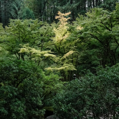 Japanese Garden, 10/20/23