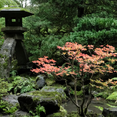 Portland Japanese Garden, Fall 2023 Japanese Garden, 10/20/23