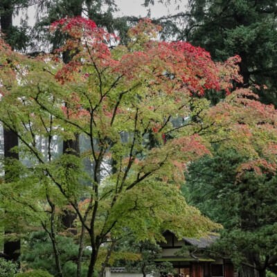 Portland Japanese Garden, Fall 2023 Japanese Garden, 10/20/23