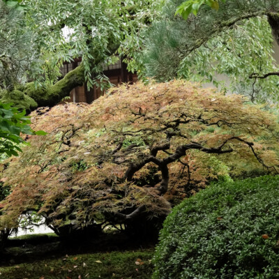 Portland Japanese Garden, Fall 2023 Japanese Garden, 10/20/23