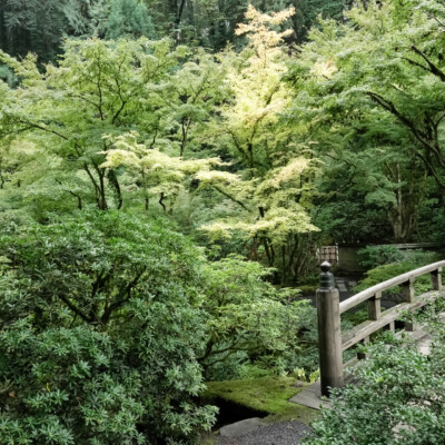 Portland Japanese Garden, Fall 2023 Japanese Garden, 10/20/23