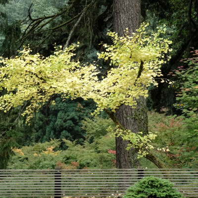 Portland Japanese Garden, Fall 2023