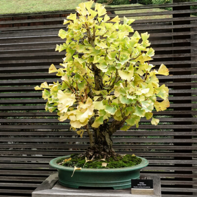 Portland Japanese Garden, Fall 2023 A Bonsai Ginkgo at the Japanese Garden, 10/20/23