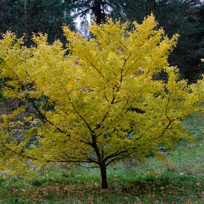 Hoyt Arboretum, Fall 2023
