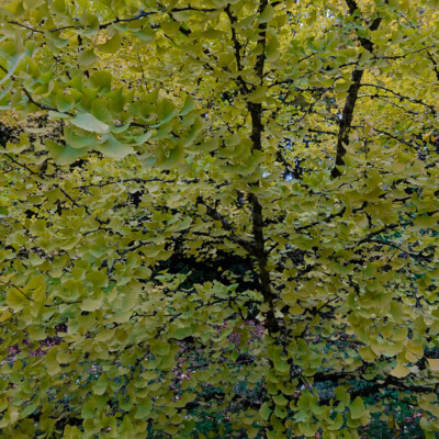 Hoyt Arboretum, November 2023