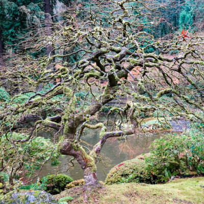 "The Tree", as beautiful in its bare bones as with its showy colors just weeks before.