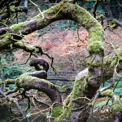 Japanese Garden, Fall, 2023