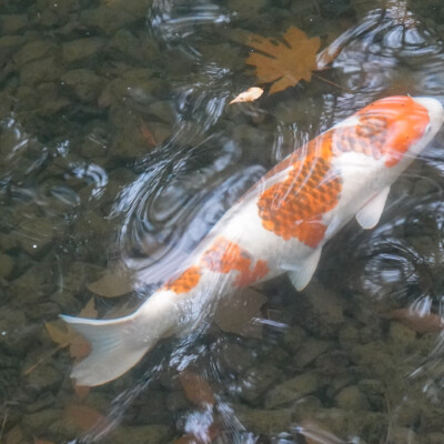 Koi still swirling through the water; they'll be slowing down as temperatures drop.