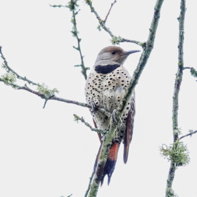 Flicker, Greenway Park, Beaverton, Winter 2023-24