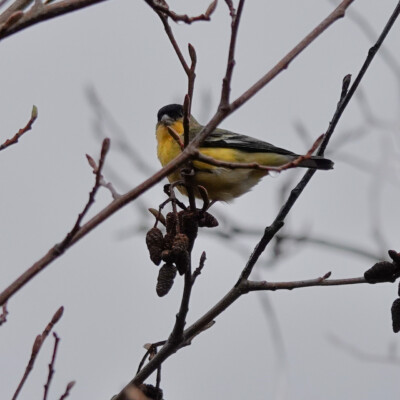Greenway Park, Beaverton Goldfinch, at Greenway Park along Fanno Creek, Winter 2023-24