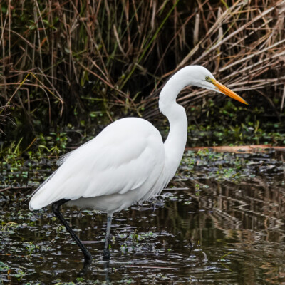 Egret, Greenway Park, Beaverton, Winter 2023-24