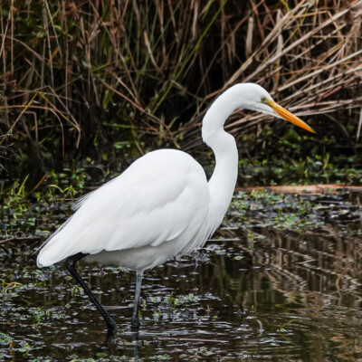 Egret, Greenway Park, Beaverton, Winter 2023-24