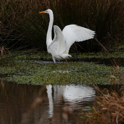 Greenway Park, Beaverton Egret, at Greenway Park along Fanno Creek, Winter 2023-24