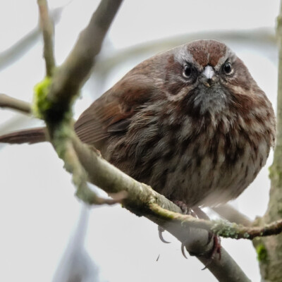 People-watching Sparrow, Greenway Park, Beaverton, Winter 2023-24