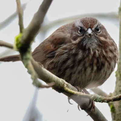 People-watching Sparrow, Greenway Park, Beaverton, Winter 2023-24