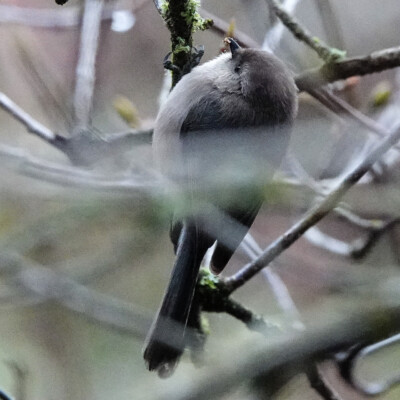 Greenway Park, Beaverton A Bushtit, at Greenway Park along Fanno Creek, Winter 2023-24