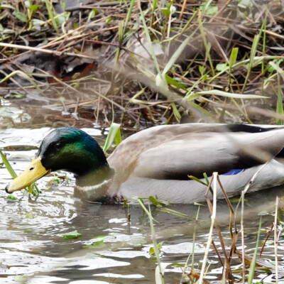 Greenway Park, Beaverton A Mallard swimming in the flooded disc golf course, at Greenway Park along Fanno Creek, Winter 2023-24