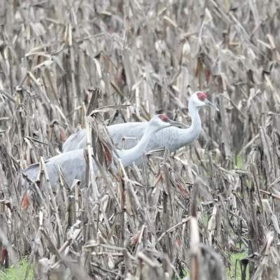Sandhill Cranes, Vancouver Lake Lowlands, Winter 2023-24 My first glimpse of the cranes, along the walk from Vancouver Lake to Frenchman's Bar