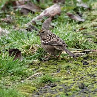 Golden Crowned Sparrow, Vancouver Lake Lowlands, Winter 2023-24