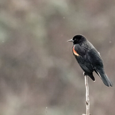 Red-wing Blackbird, Vancouver Lake Lowlands, Winter 2023-24
