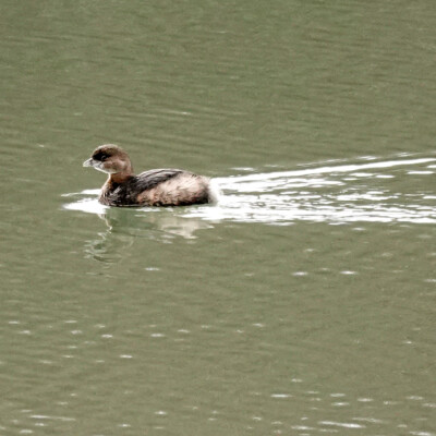Pied-billed Grebe, Vancouver Lake Lowlands, Winter 2023-24 In the canal, a young pied-billed grebe.
