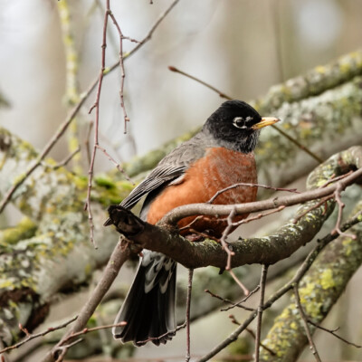 Robin, at Powell Butte, Spring 2023