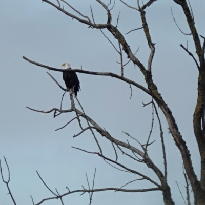 Bald Eagle, Vancouver Lake Lowlands, Winter 2023-24
