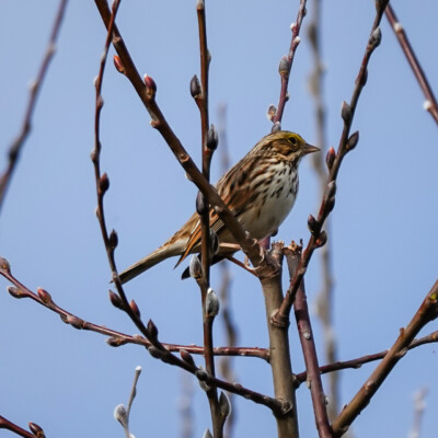 Golden Crowned Sparrow, Vancouver Lake Lowlands, Winter 2023-24 There were many golden-crowned sparrows along the path on this trip.