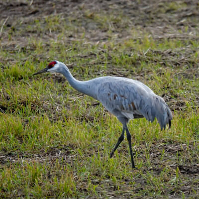 Sandhill Crane, Vancouver Lake Lowlands, Winter 2023-24