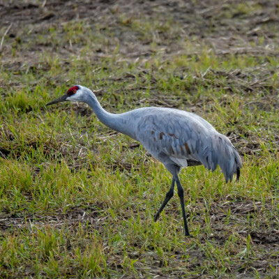 Sandhill Crane, Vancouver Lake Lowlands, Winter 2023-24