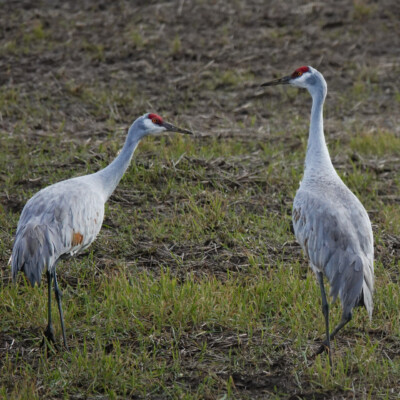 Sandhill Cranes, Vancouver Lake Lowlands, Winter 2023-24