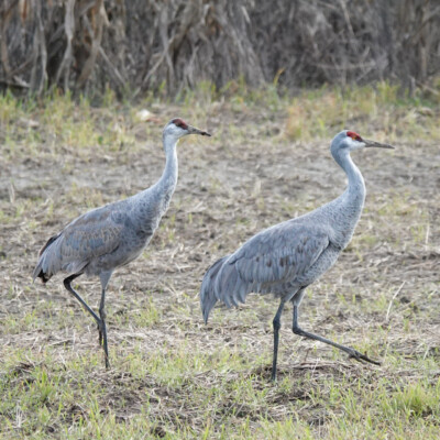 Sandhill Cranes, Vancouver Lake Lowlands, Winter 2023-24