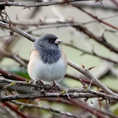 Junco, Vancouver Lake Lowlands, Winter 2023-24 Junco
