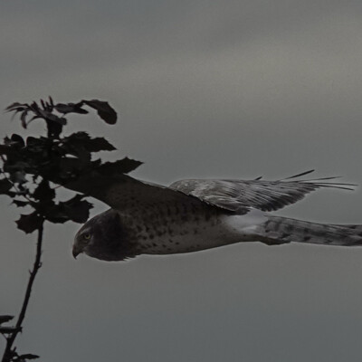 Cooper's Hawk, Vancouver Lake Lowlands, Winter 2023-24 Chasing something down.