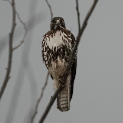 Cooper's Hawk, Vancouver Lake Lowlands, Winter 2023-24 This Cooper's Hawk was momentarily interested in me.