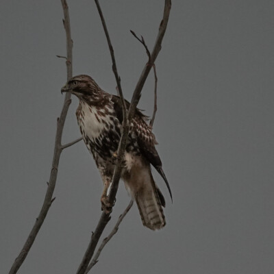 Cooper's Hawk, Vancouver Lake Lowlands, Winter 2023-24