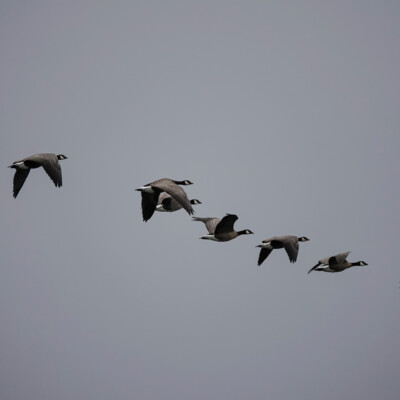 Canada Geese, Vancouver Lake Lowlands, Winter 2023-24 So many geese. Often in flight, always honking.
