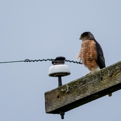Merlin, Vancouver Lake Lowlands, Winter 2023-24