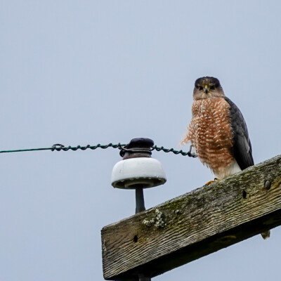 Cooper's Hawk, Vancouver Lake Lowlands, Winter 2023-24