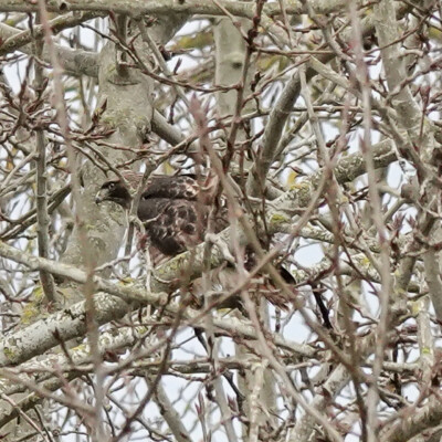 Hawk, Vancouver Lake Lowlands, Winter 2023-24 This raptor was very well hidden, and I never got a better look.