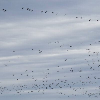 Geese, Vancouver Lake Lowlands, Winter 2023-24 This group passed by at this density for several minutes.