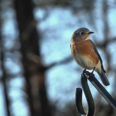 Eastern Bluebird, Virginia, January 2024